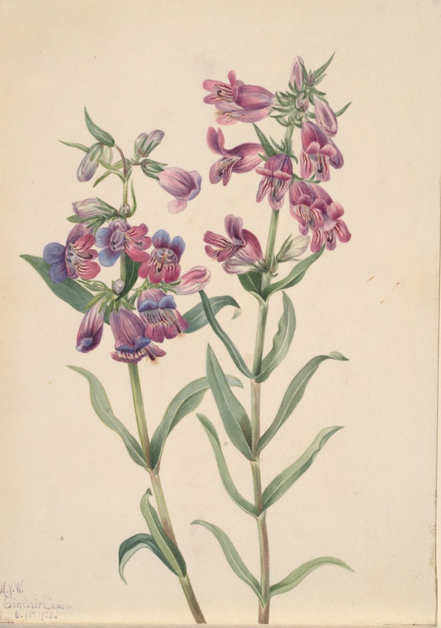 Pentstemon de la pradera Pentstemon erianthera, 1923 de Mary Vaux Walcott