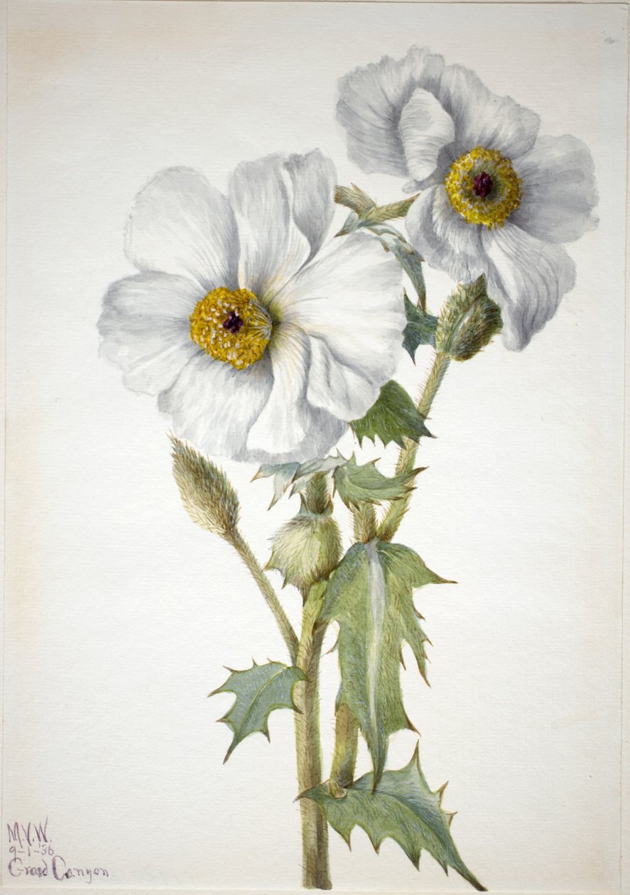 Amapola espinosa (Argemone hispeda) de Mary Vaux Walcott