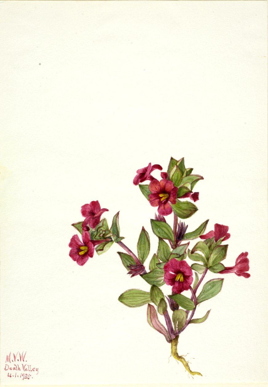 Flor de mono púrpura Mimulus bigelovii, 1935 de Mary Vaux Walcott