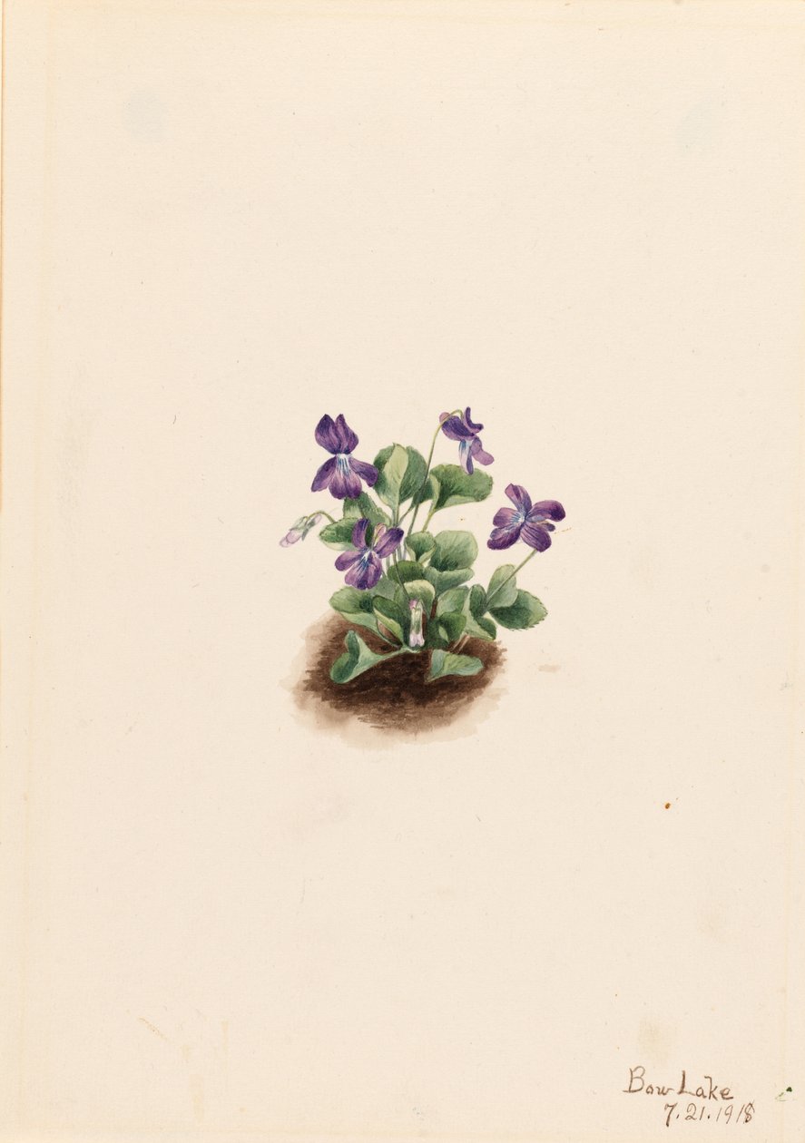Violeta púrpura de montaña (Viola adunca) de Mary Vaux Walcott