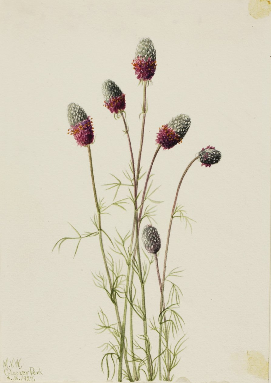 Chorlito de las praderas (Petalostemon purpureum) de Mary Vaux Walcott