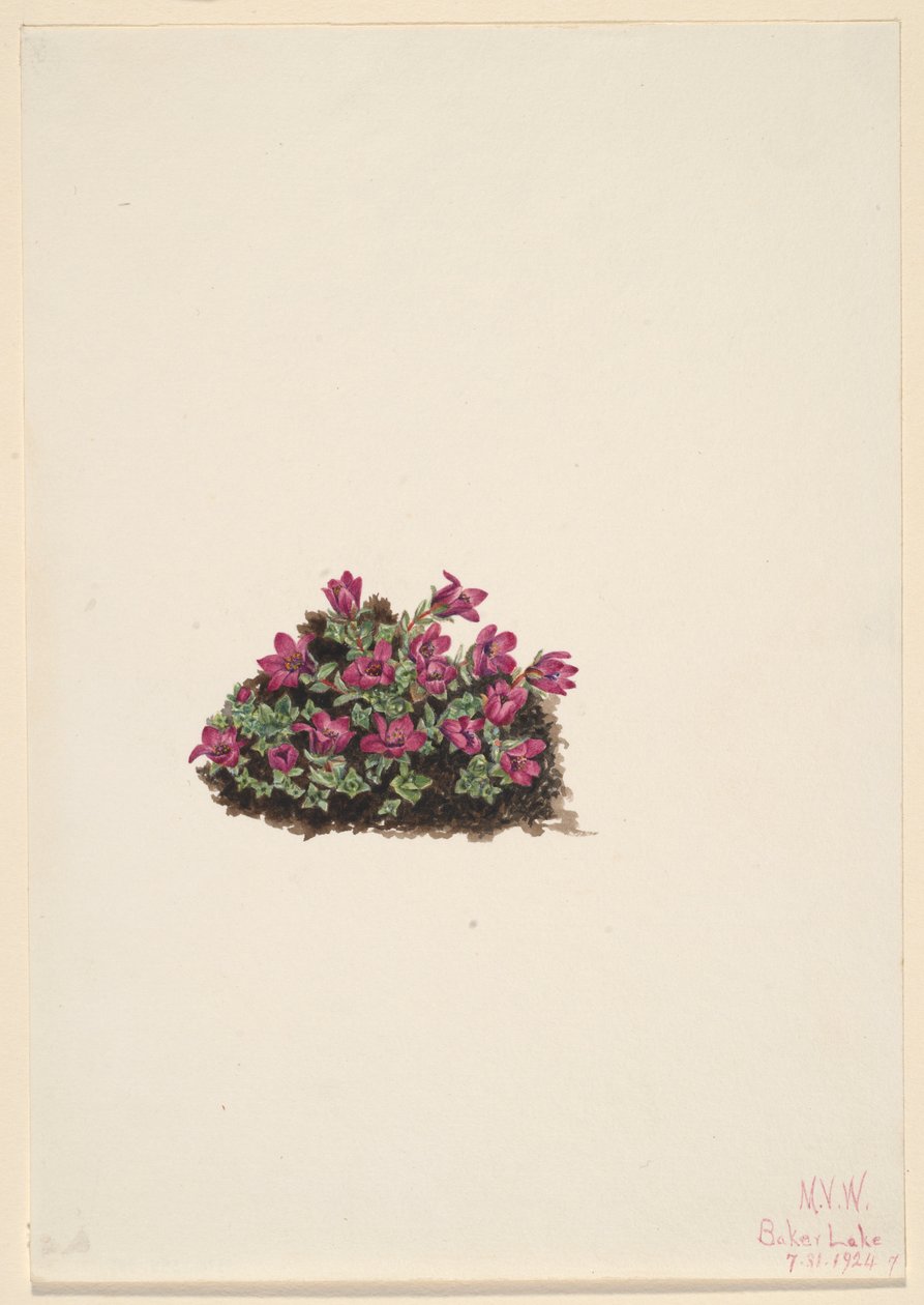 Saxifrage púrpura (Saxifraga oppositifolia) de Mary Vaux Walcott
