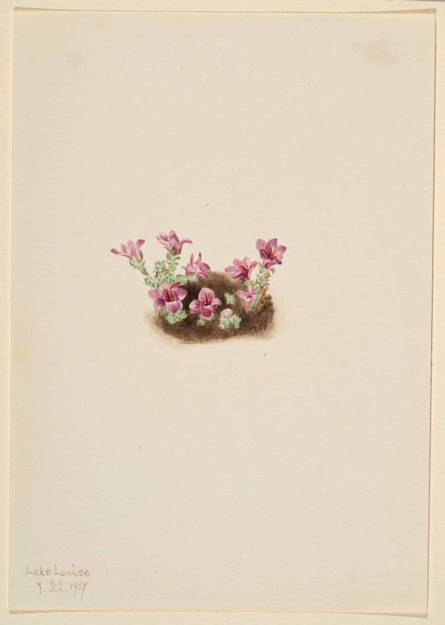 Saxifraga púrpura (Saxifrage oppositifolia) de Mary Vaux Walcott