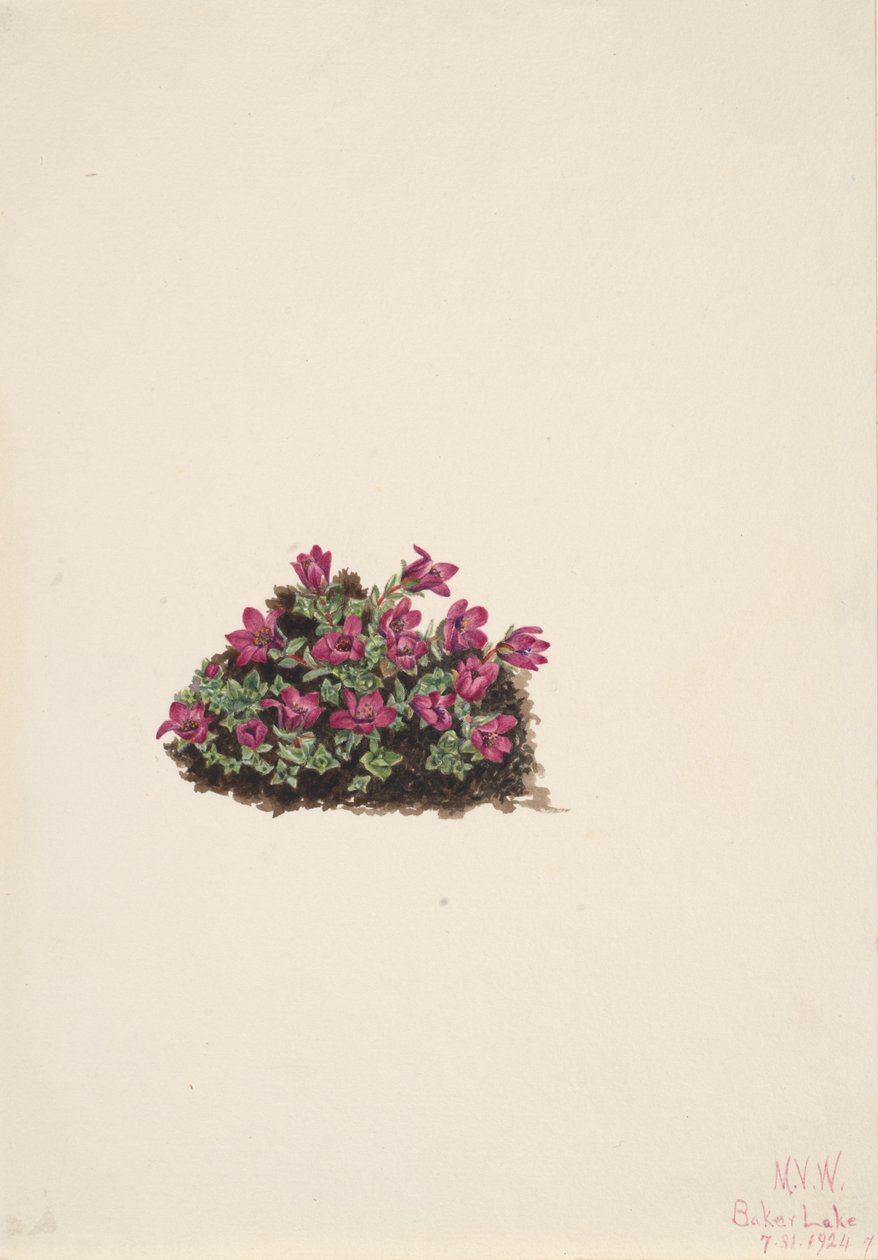 Saxífraga púrpura Saxifraga oppositifolia, 1924 de Mary Vaux Walcott
