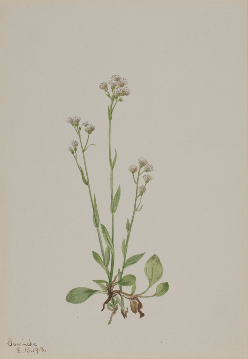 Antennaria racemosa, 1918 de Mary Vaux Walcott