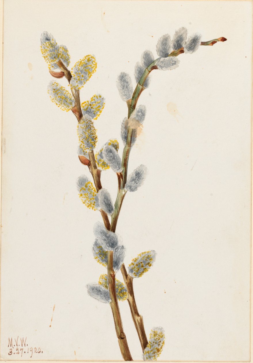 Salix discolor (Salix discolor) de Mary Vaux Walcott