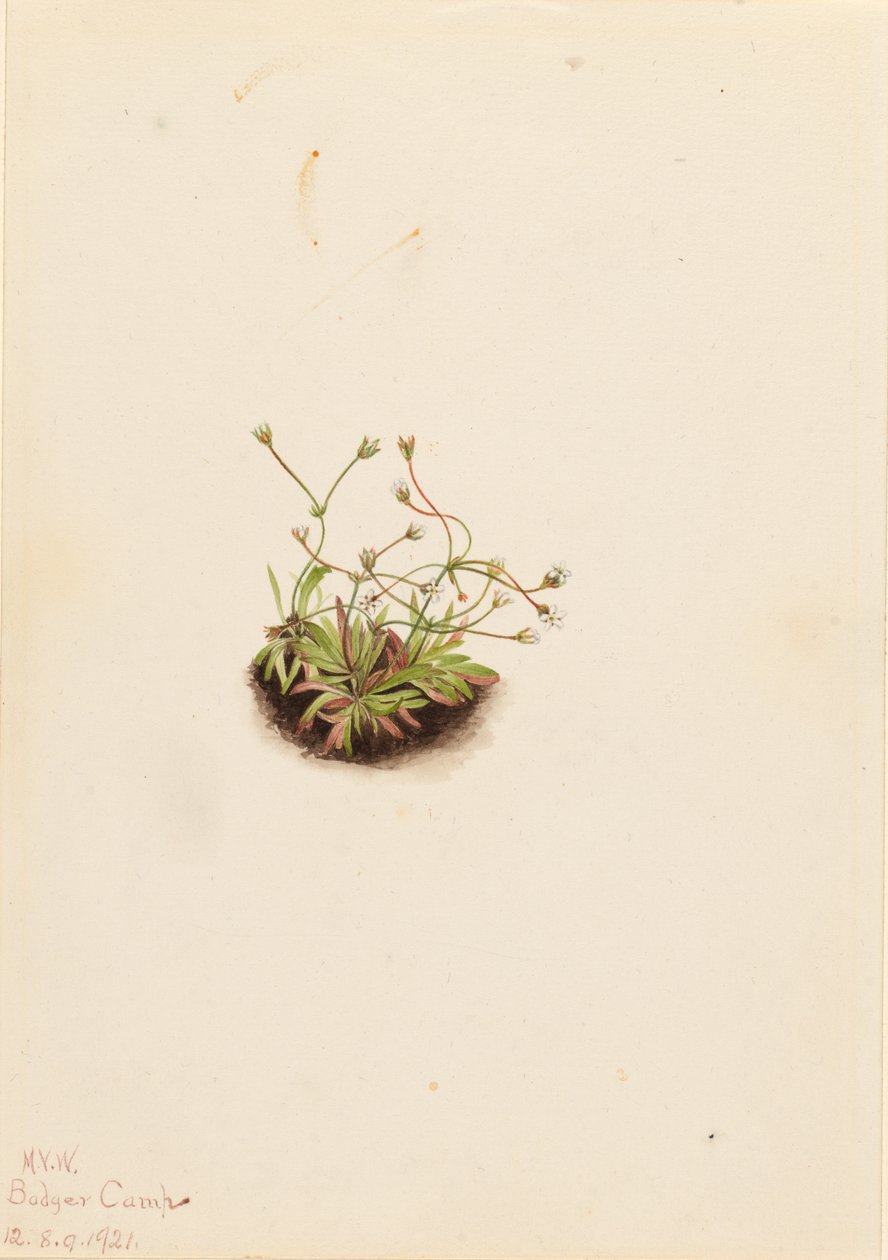 Androsace pigmeo (Androsace subumbellata) de Mary Vaux Walcott