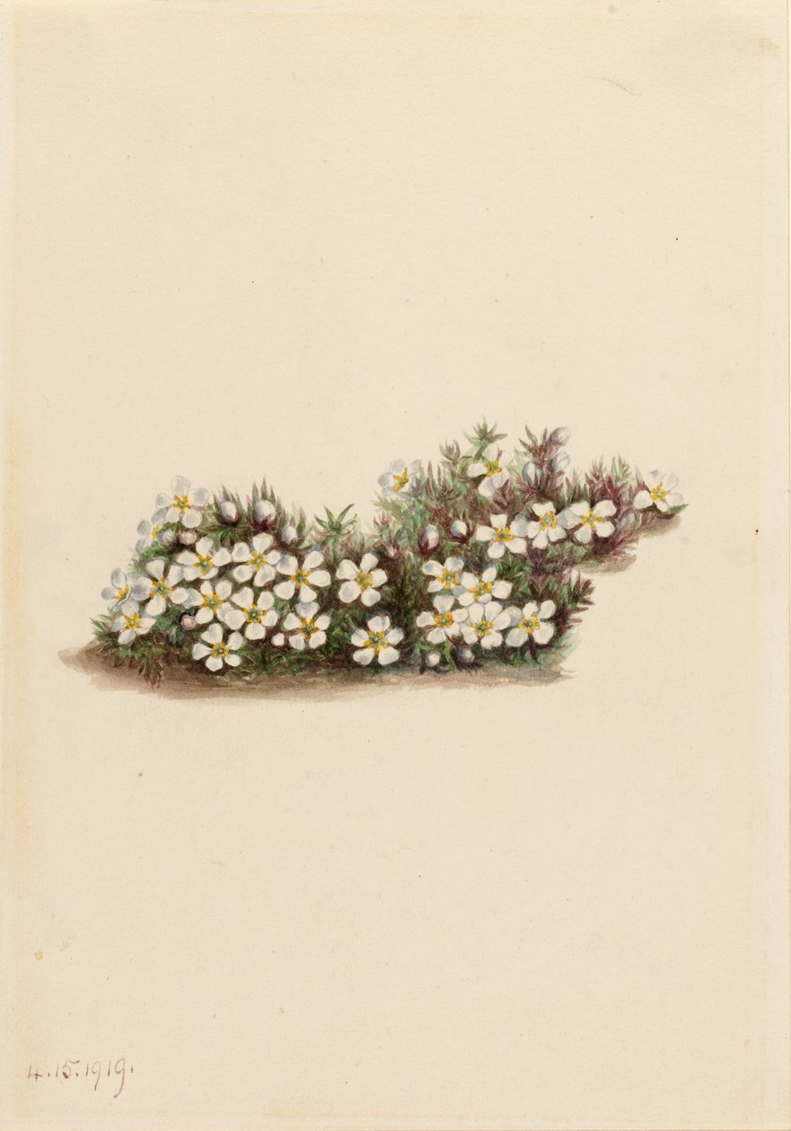 Pyxie (Pyxidanthera barbulata) de Mary Vaux Walcott