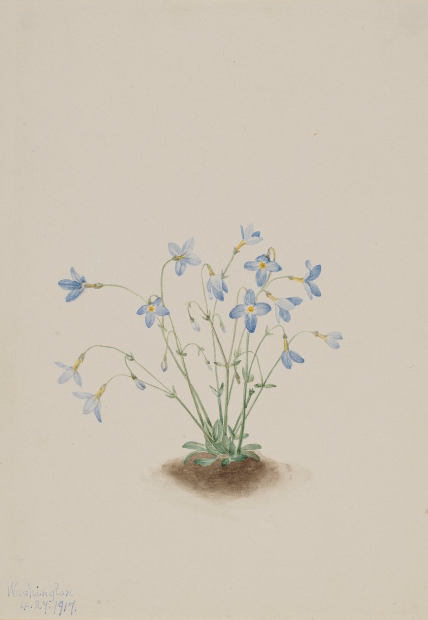 Houstonia caerulea (Houstonia caerulea) de Mary Vaux Walcott