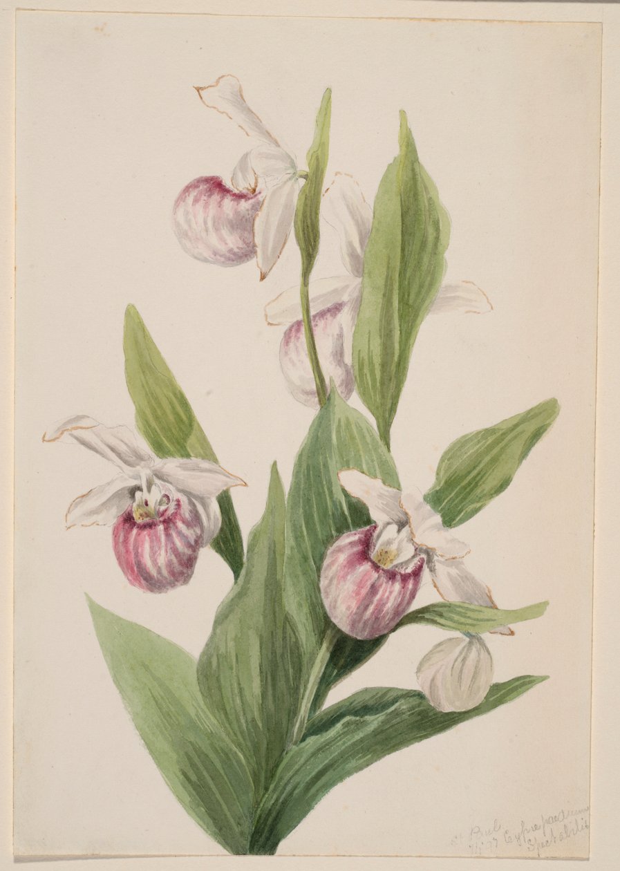Zapatito de la reina (Cypripedium reginae) de Mary Vaux Walcott