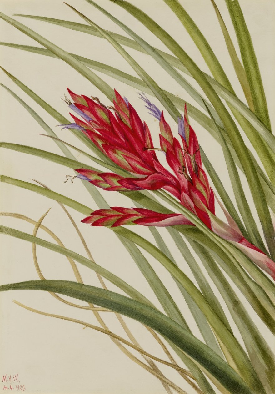 Tillandsia fasciculata (Tillandsia fasciculata) de Mary Vaux Walcott