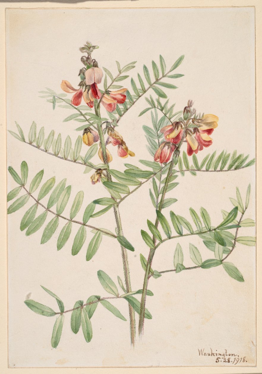 Conejo (Cracca virginiana) de Mary Vaux Walcott