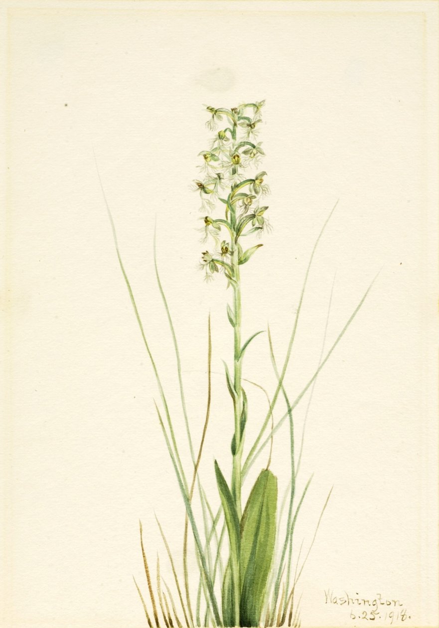 Orquídea de flecos rasgados (Habenaria lacera) de Mary Vaux Walcott