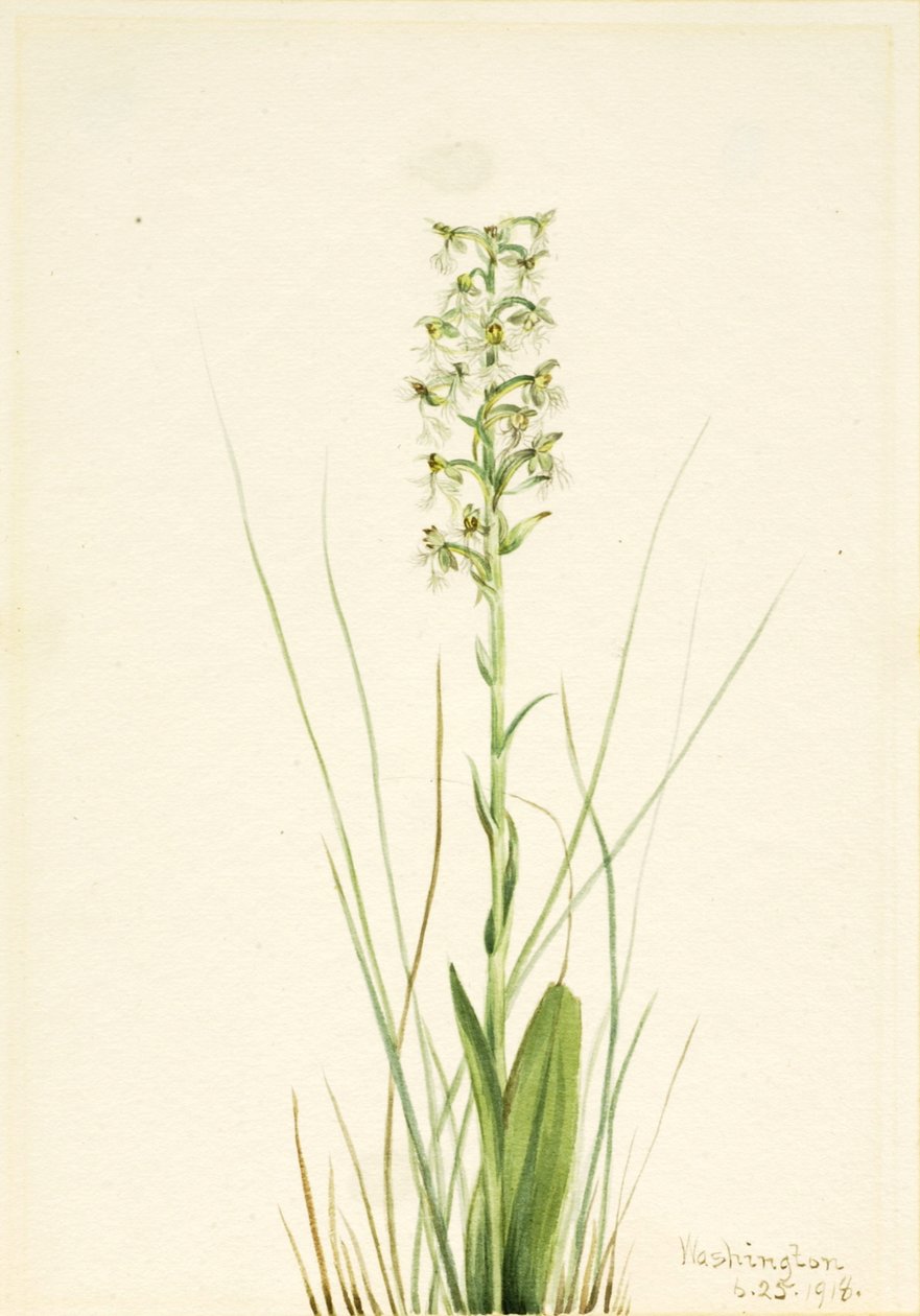 Orquídea de flecos deshilachados Habenaria lacera, 1918 de Mary Vaux Walcott