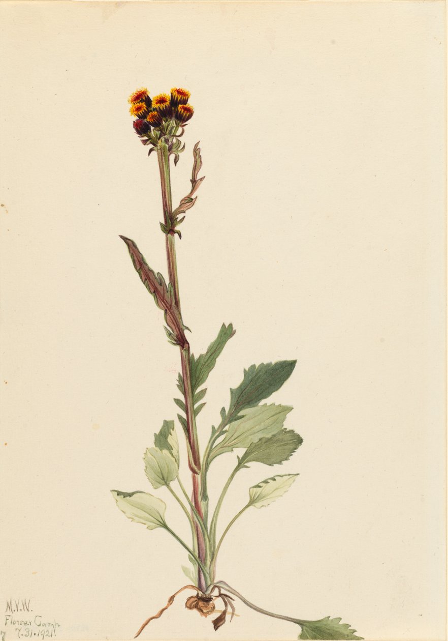 Senecio pauciflorus sin rayos, 1921 de Mary Vaux Walcott