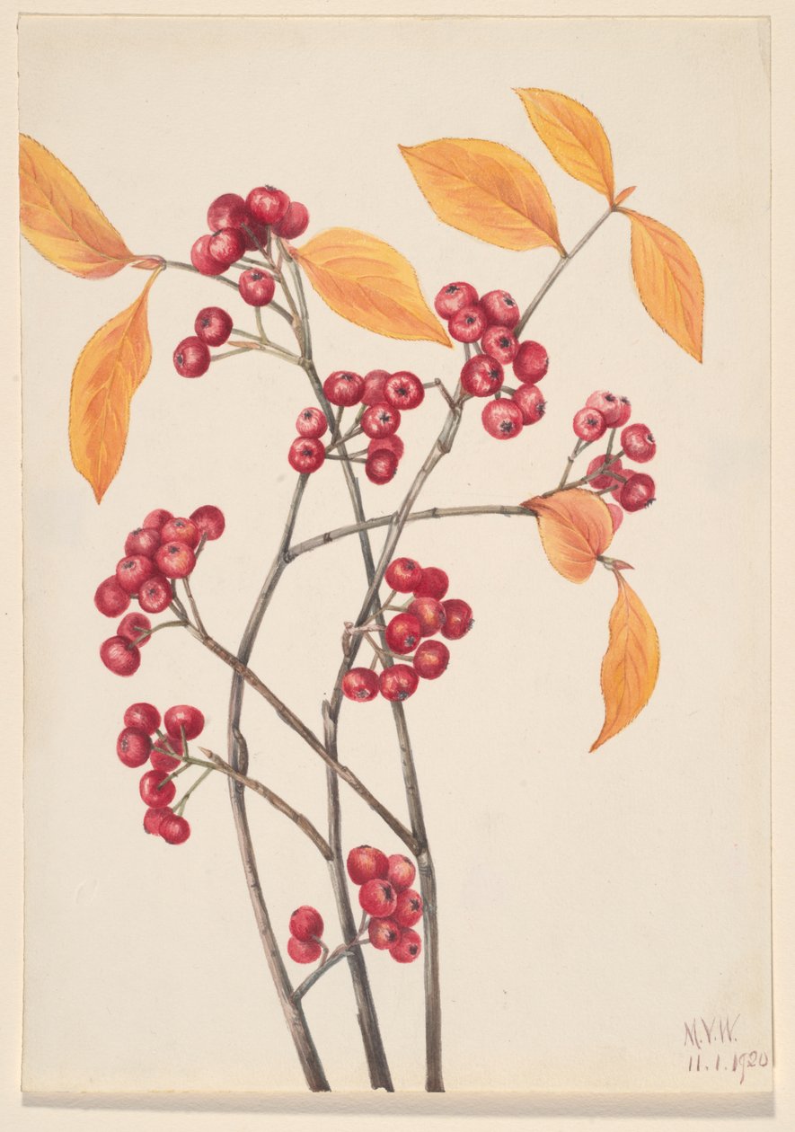 Aronia arbutifolia, 1920 de Mary Vaux Walcott