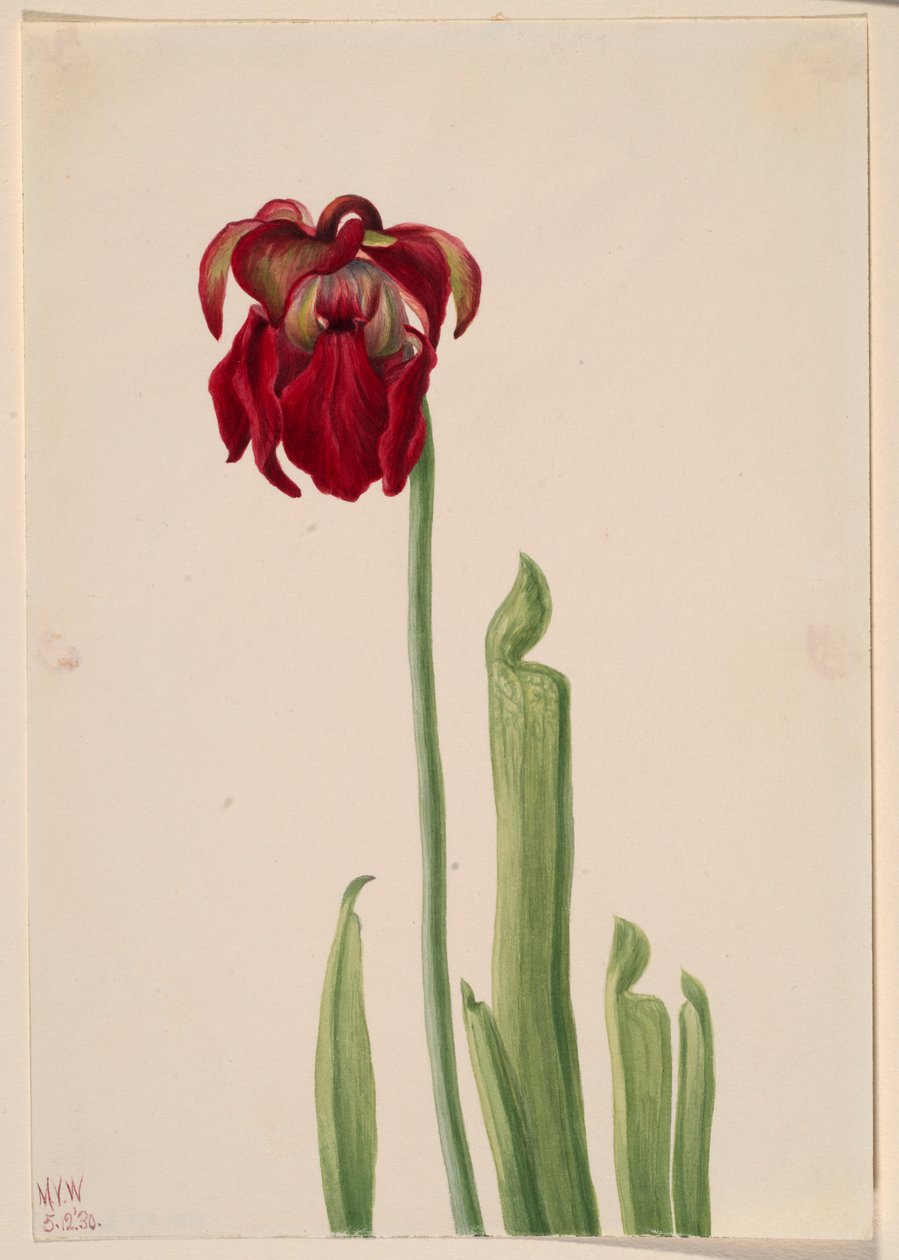 Planta de jarra roja (Sarracenia jonesii) de Mary Vaux Walcott