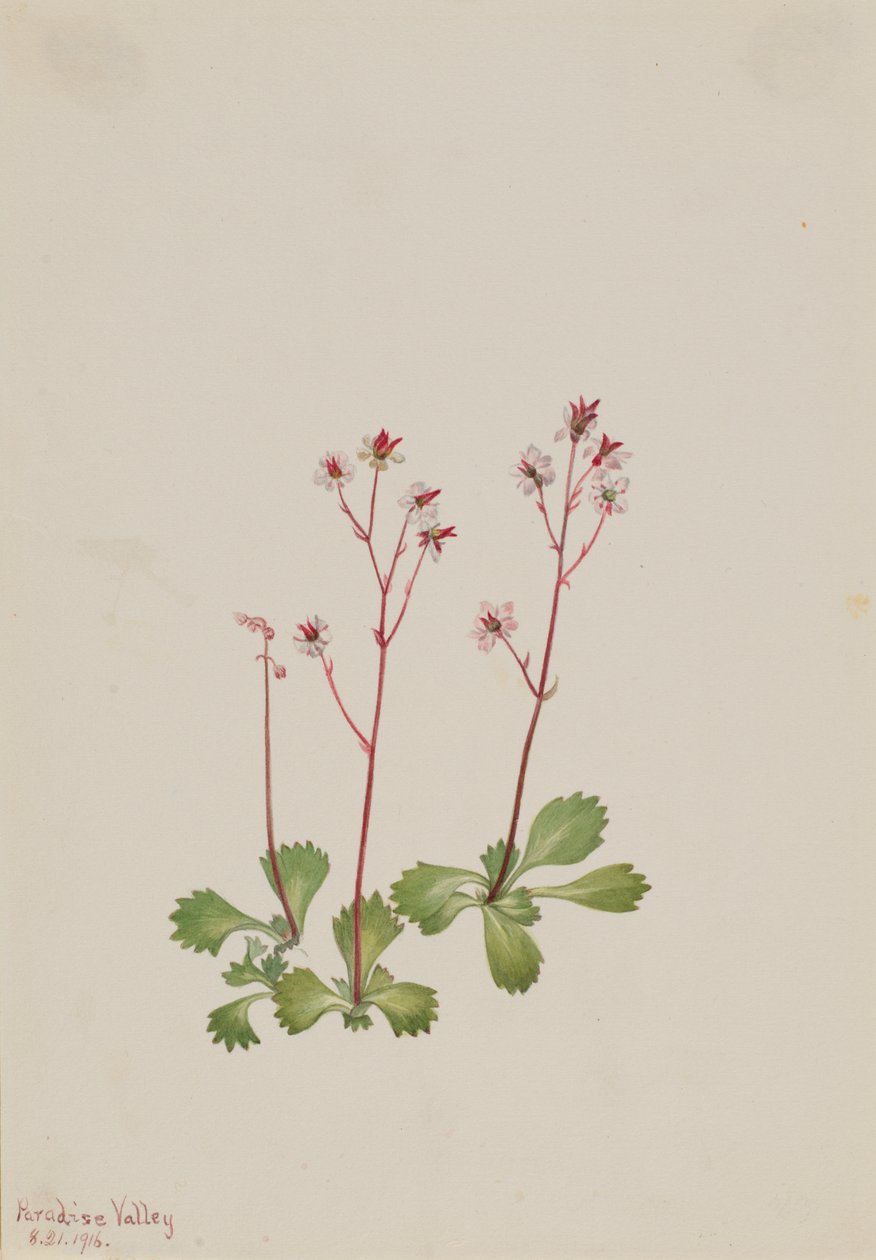 Saxifraga de tallo rojo Saxifraga lyallii, 1916 de Mary Vaux Walcott
