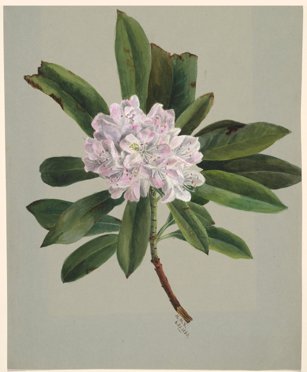 Rhododendron Rhododendron maximum, 1880 de Mary Vaux Walcott
