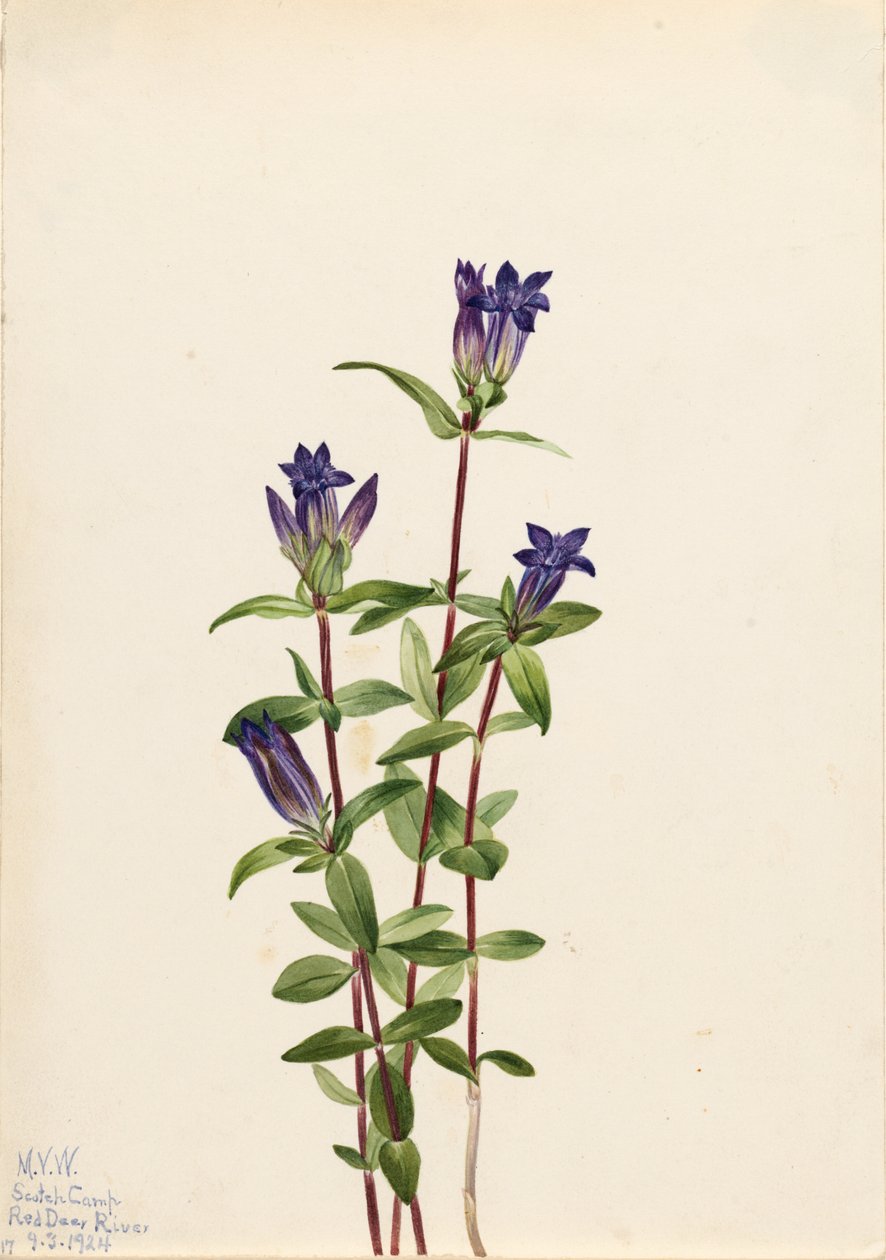 Genciana de ribera (Gentiana affinis) de Mary Vaux Walcott