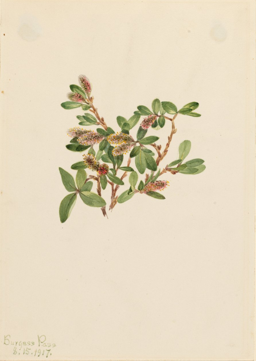 Sauce roquero (Salix petrophila) de Mary Vaux Walcott