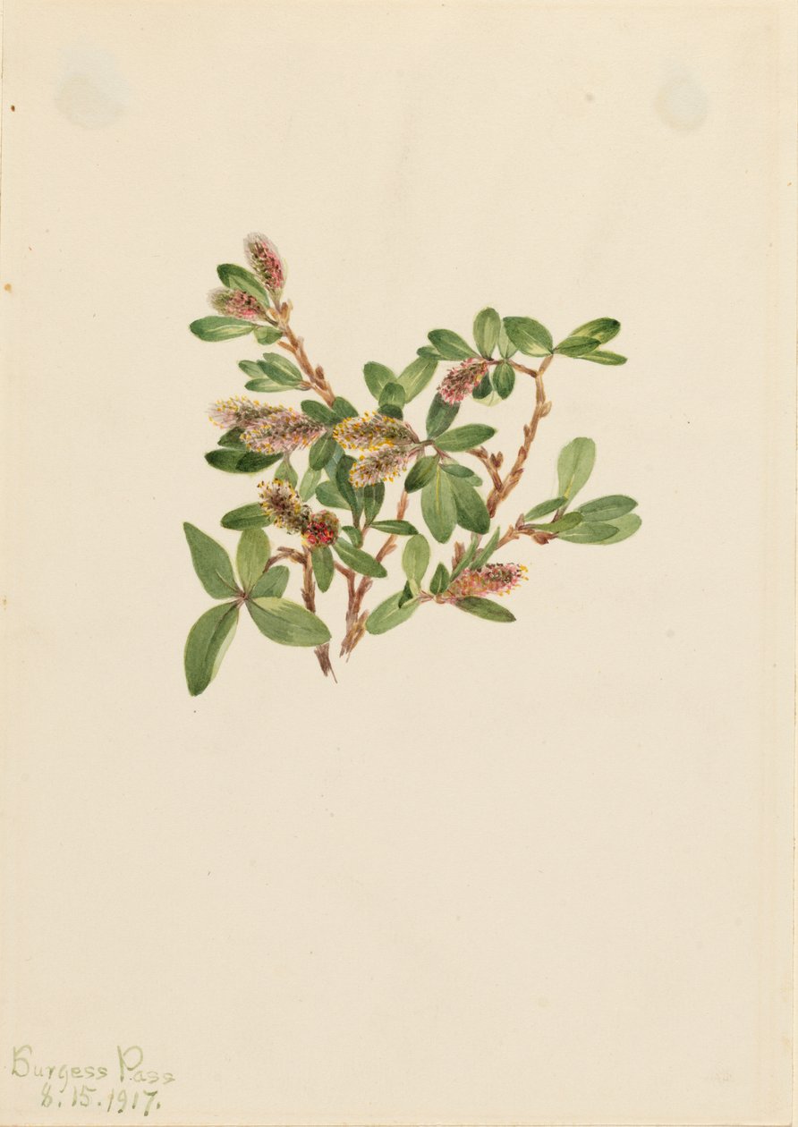 Sauce de Roca Salix petrophila, 1917 de Mary Vaux Walcott