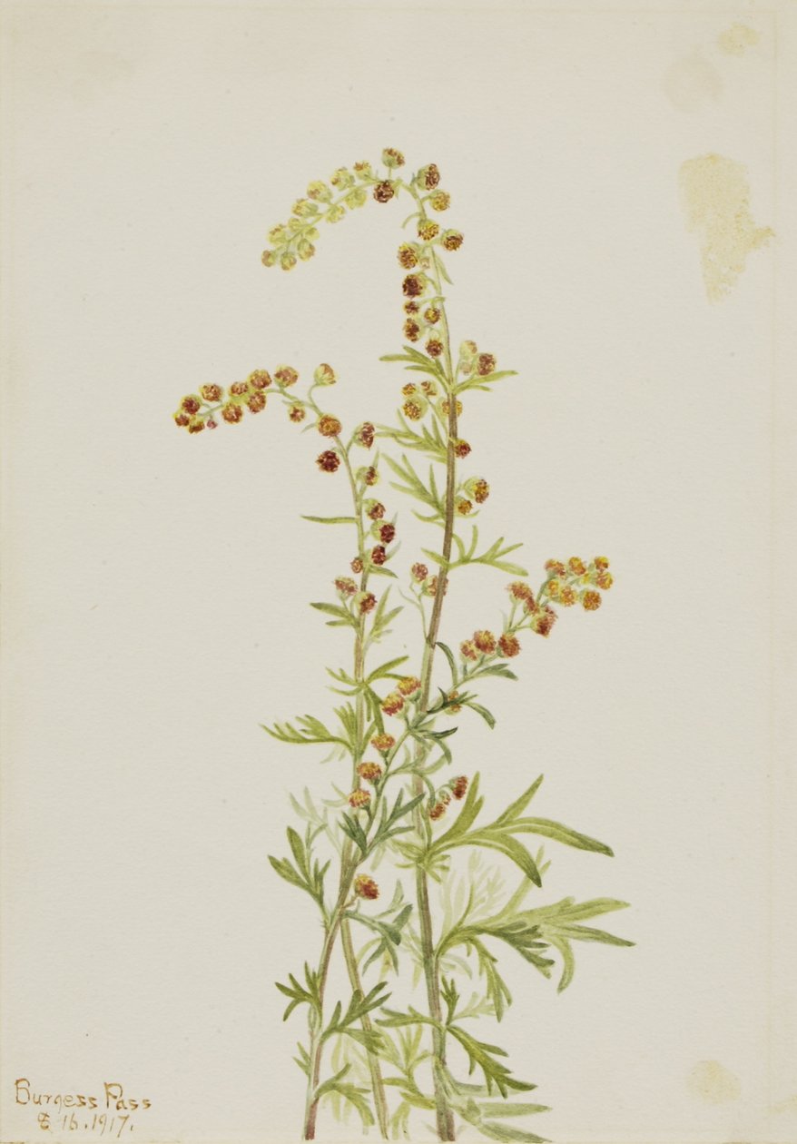 Ajenjo de roca (Artemisia discolor) de Mary Vaux Walcott