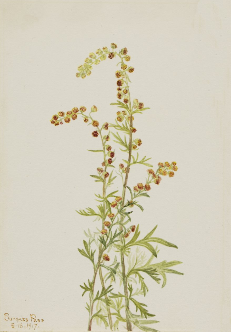 Ajenjo de Roca Artemisia discolor, 1917 de Mary Vaux Walcott