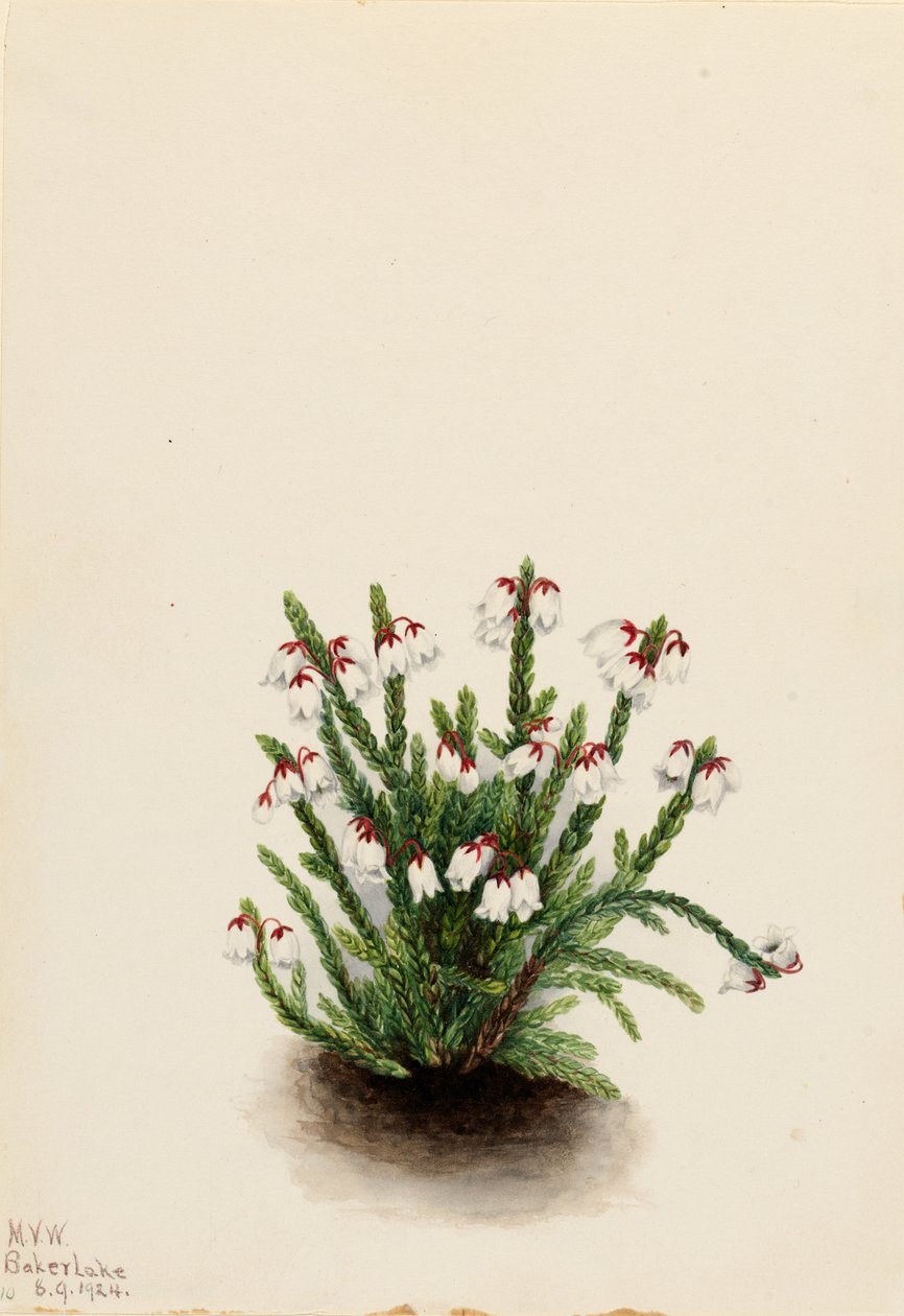 Casiope de las Montañas Rocosas (Cassiope mertensiana) de Mary Vaux Walcott