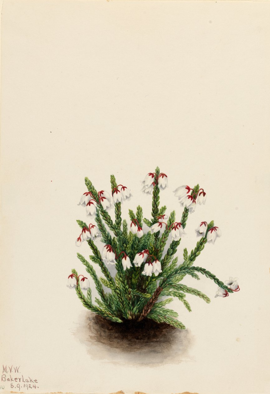 Cassiope de las Montañas Rocosas Cassiope mertensiana, 1924 de Mary Vaux Walcott