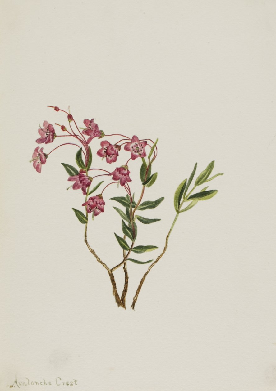 Kalmia de las Montañas Rocosas Kalmia microphylla de Mary Vaux Walcott