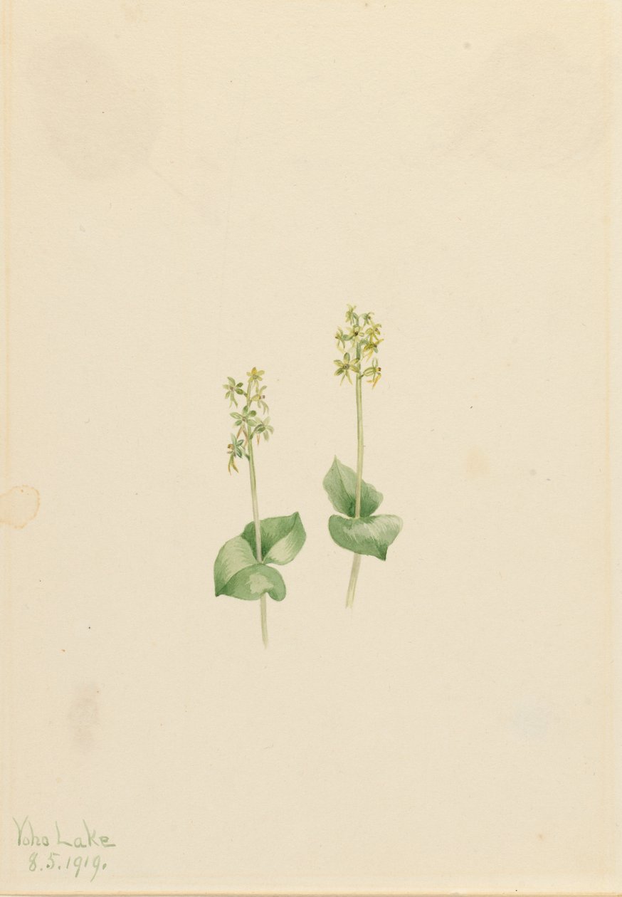 Orquídea de montaña rocosa Ophrys necrophylla, 1919 de Mary Vaux Walcott