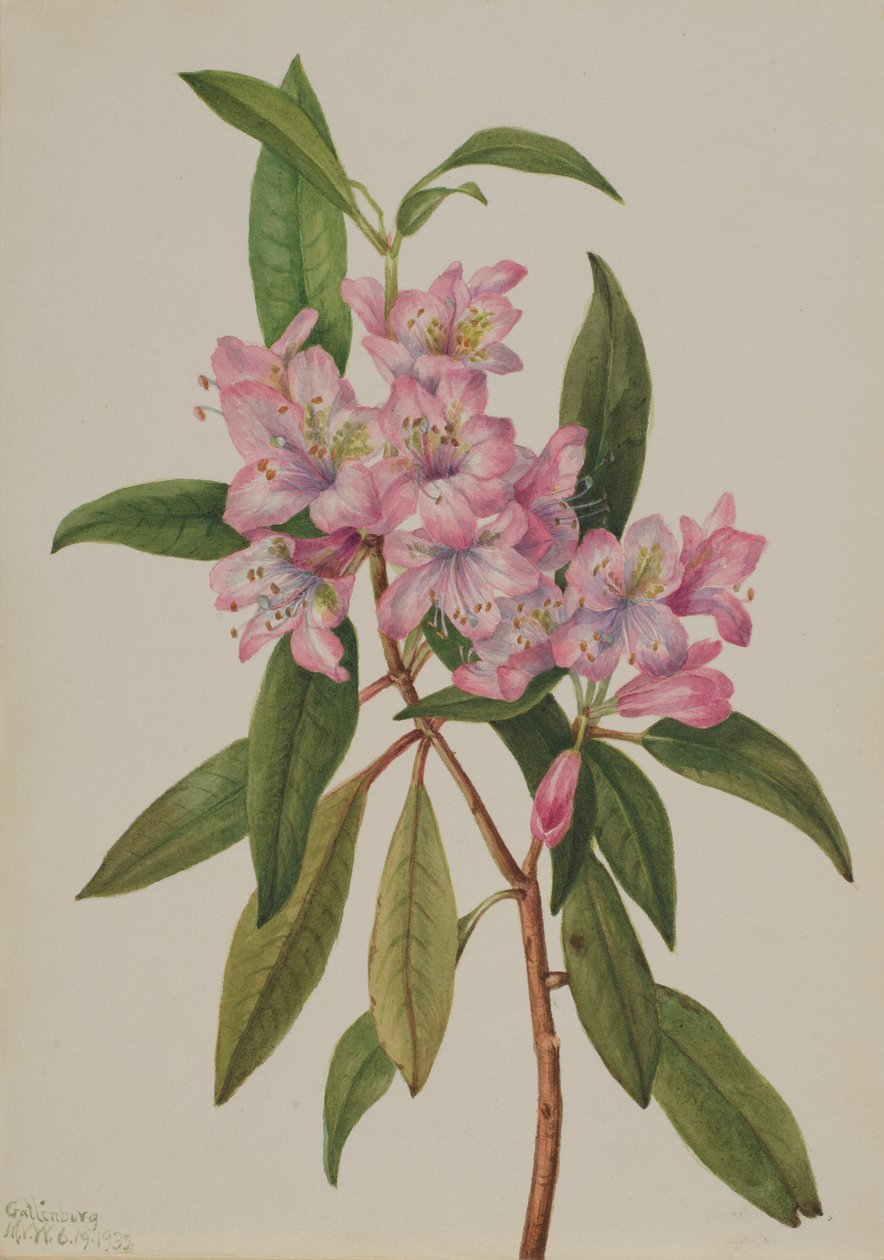 Rododendro de la bahía rosada (Rhododendron carolinianum) de Mary Vaux Walcott