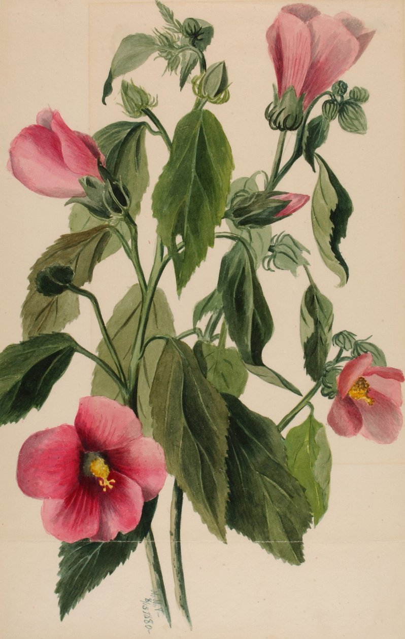Rosa Gentiana Sabbatia angularis, 1880 de Mary Vaux Walcott