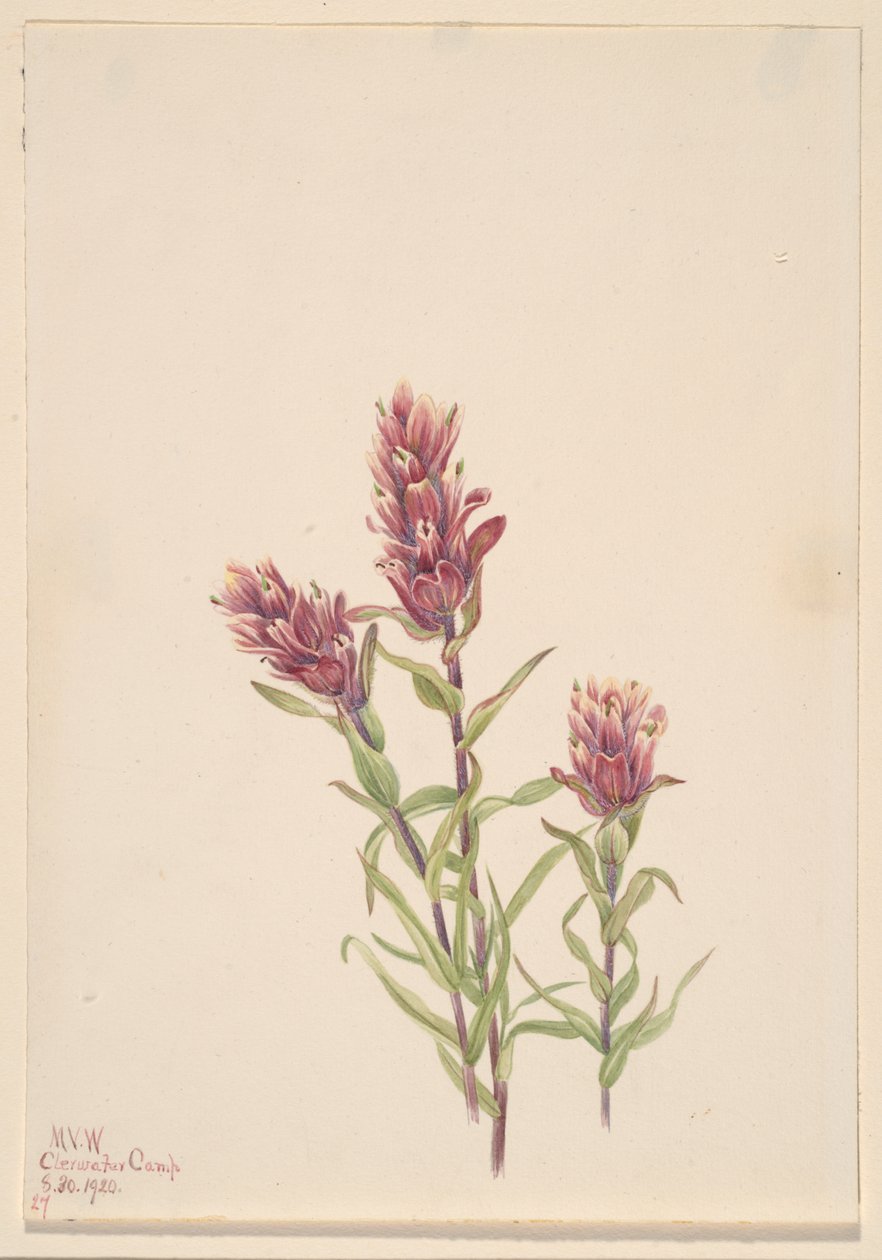 Pincel de rosa Castilleja pallida, 1920 de Mary Vaux Walcott