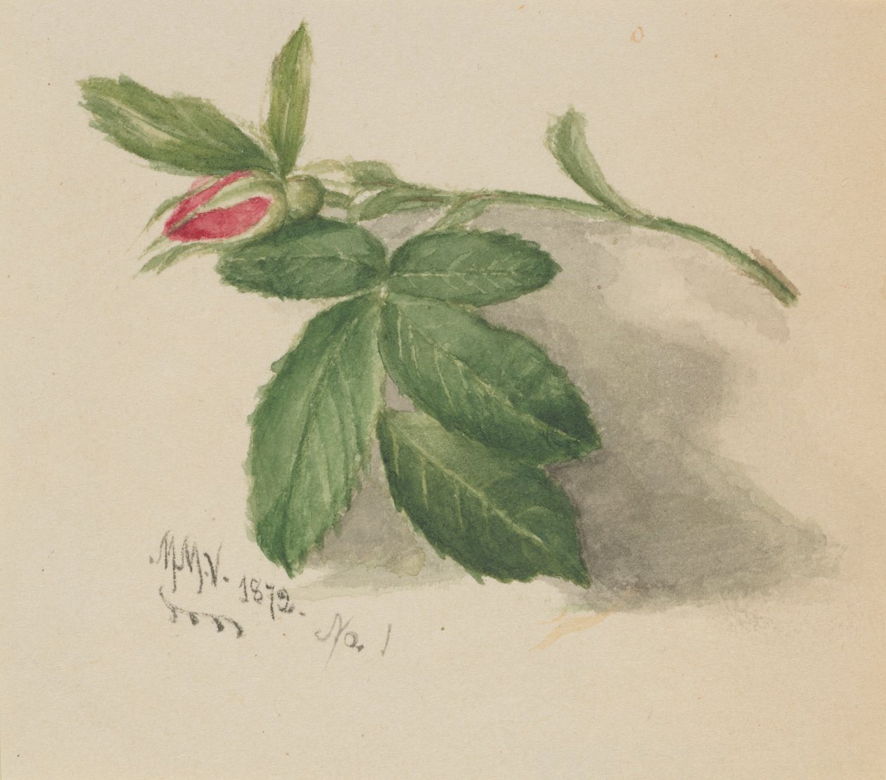 Rosebud de Mary Vaux Walcott