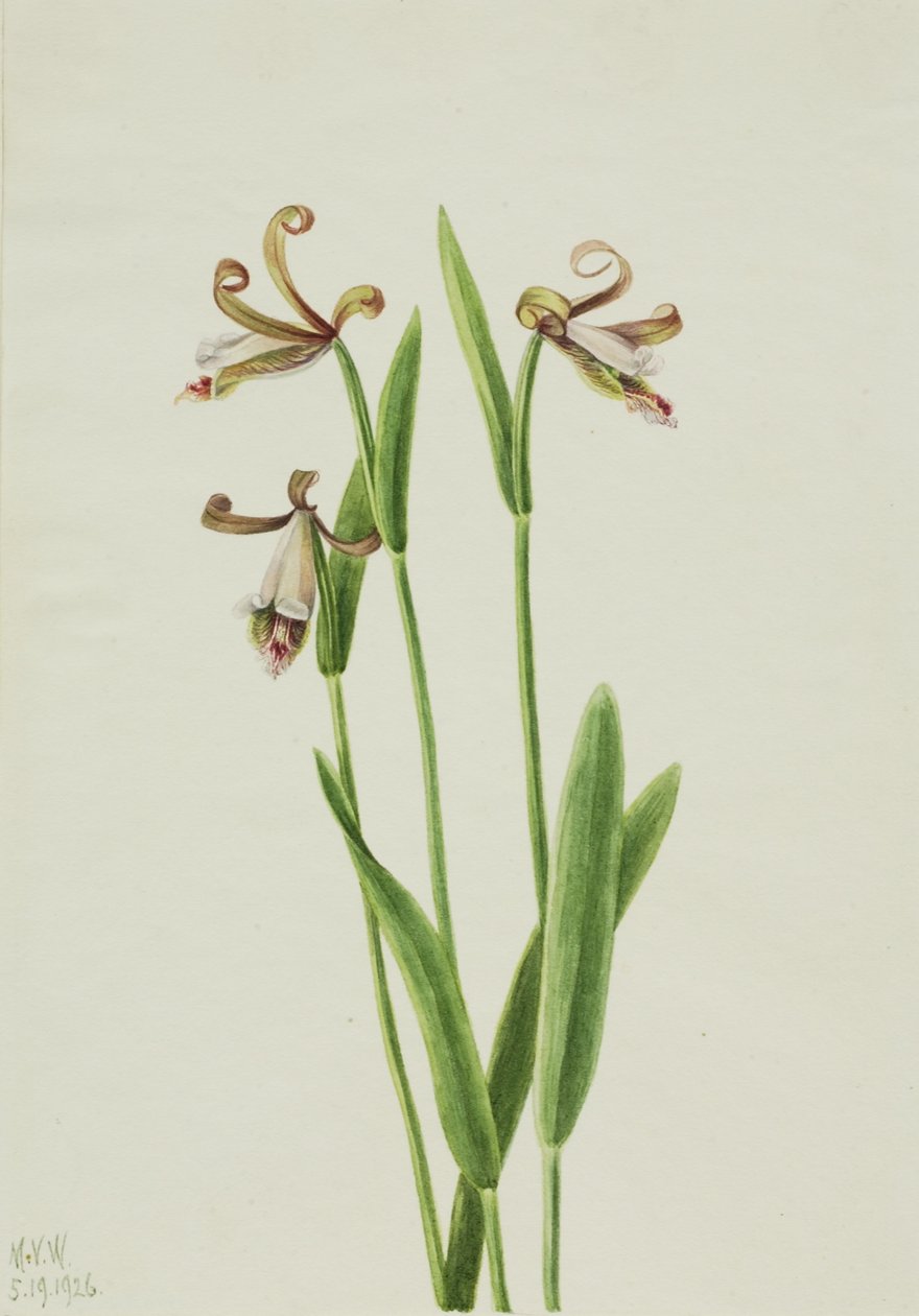 Orquídea capullo de rosa (Pogonia divaricata) de Mary Vaux Walcott