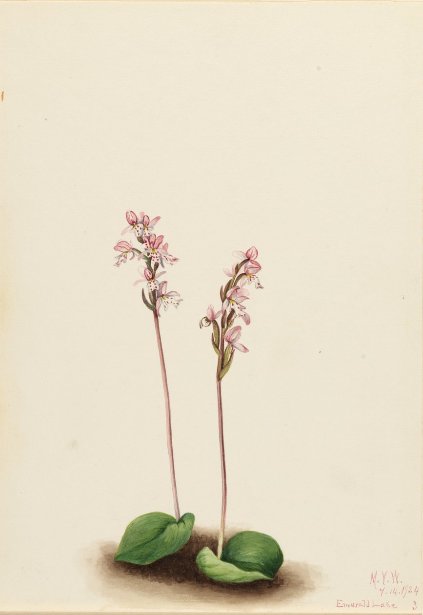 Orquídea de hoja redonda (Orchis rotundifolia) de Mary Vaux Walcott