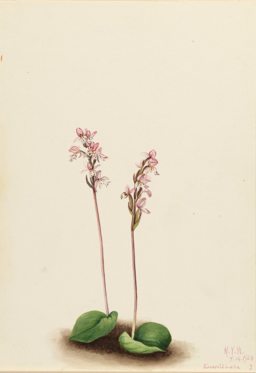 Orquídea de hoja redonda Orchis rotundifolia, 1924 de Mary Vaux Walcott