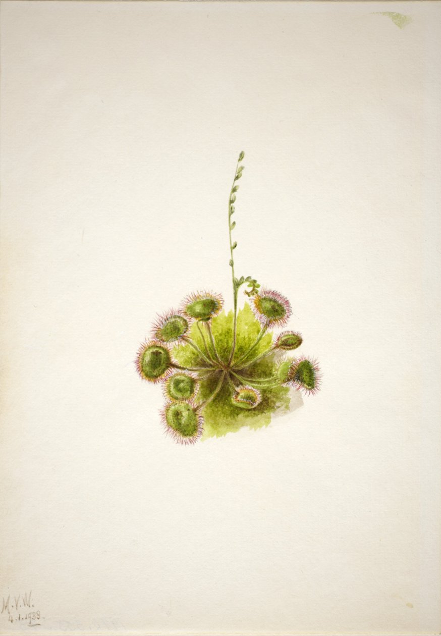 Drosera de hoja redonda (Drosera rotundifolia) de Mary Vaux Walcott