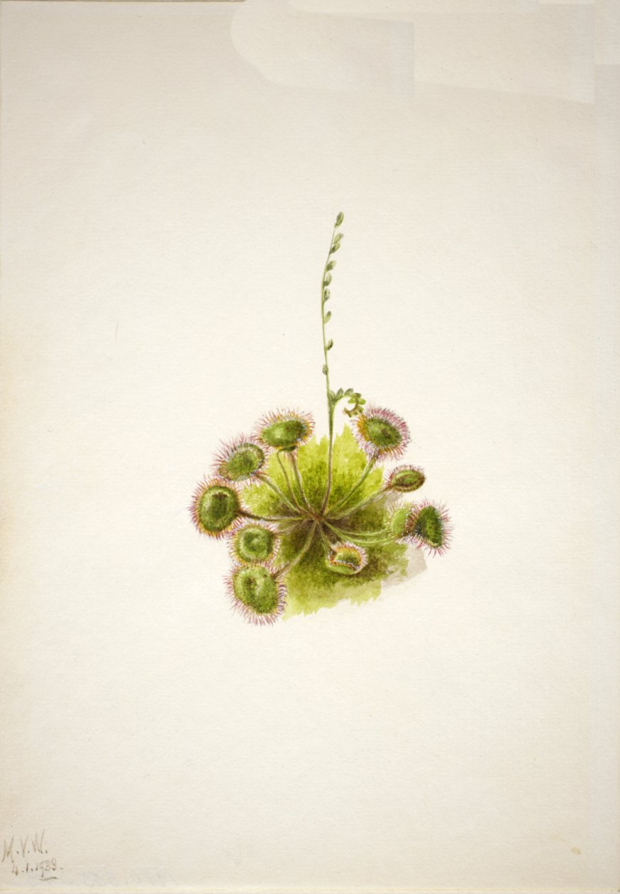 Drosera rotundifolia, 1933 de Mary Vaux Walcott