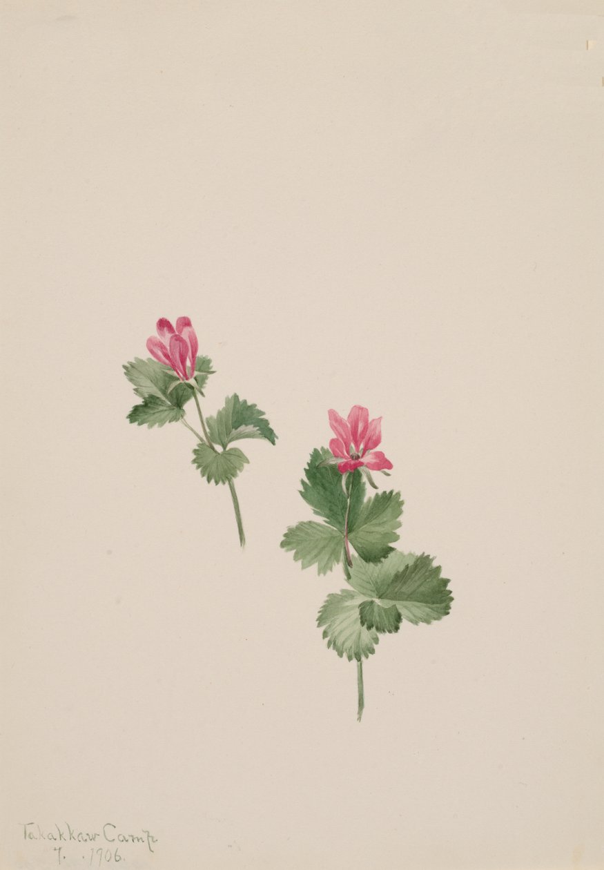 Rubus articus de Mary Vaux Walcott