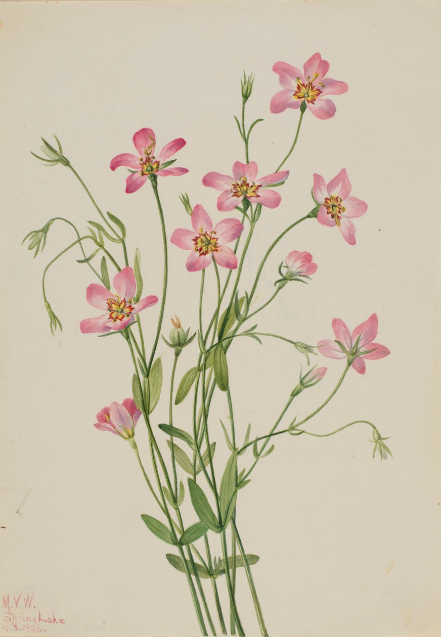 Rosegenia de las marismas (Sabbatia stellaris) de Mary Vaux Walcott
