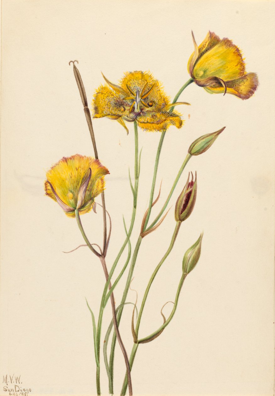 San Diego Mariposa Calochortus weedii, 1925 de Mary Vaux Walcott