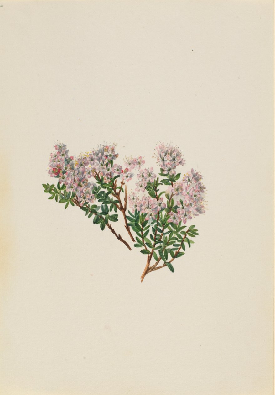 Mirto de arena (Leiophyllum lyoni) de Mary Vaux Walcott