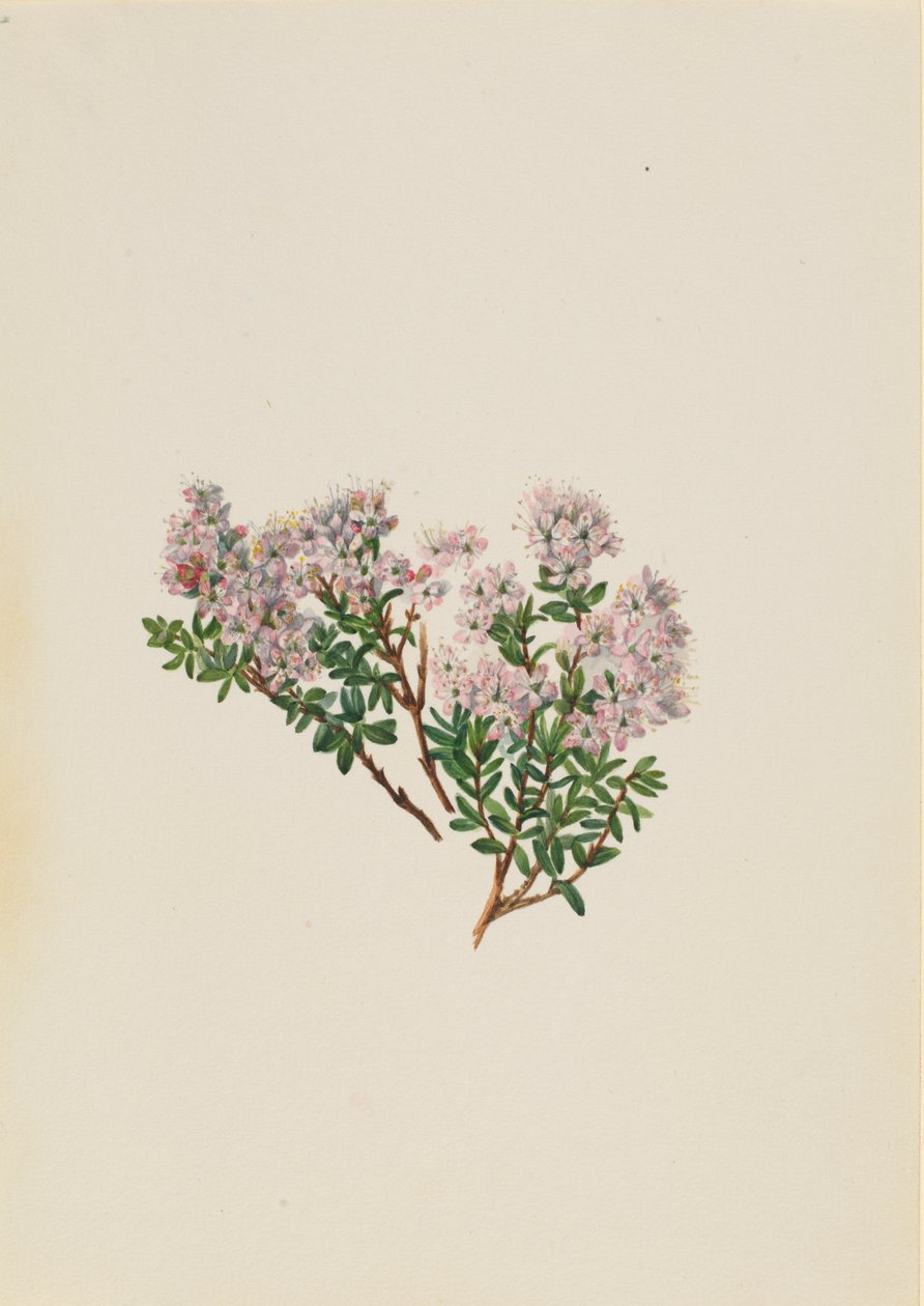 Mirto de Arena Leiophyllum lyoni de Mary Vaux Walcott