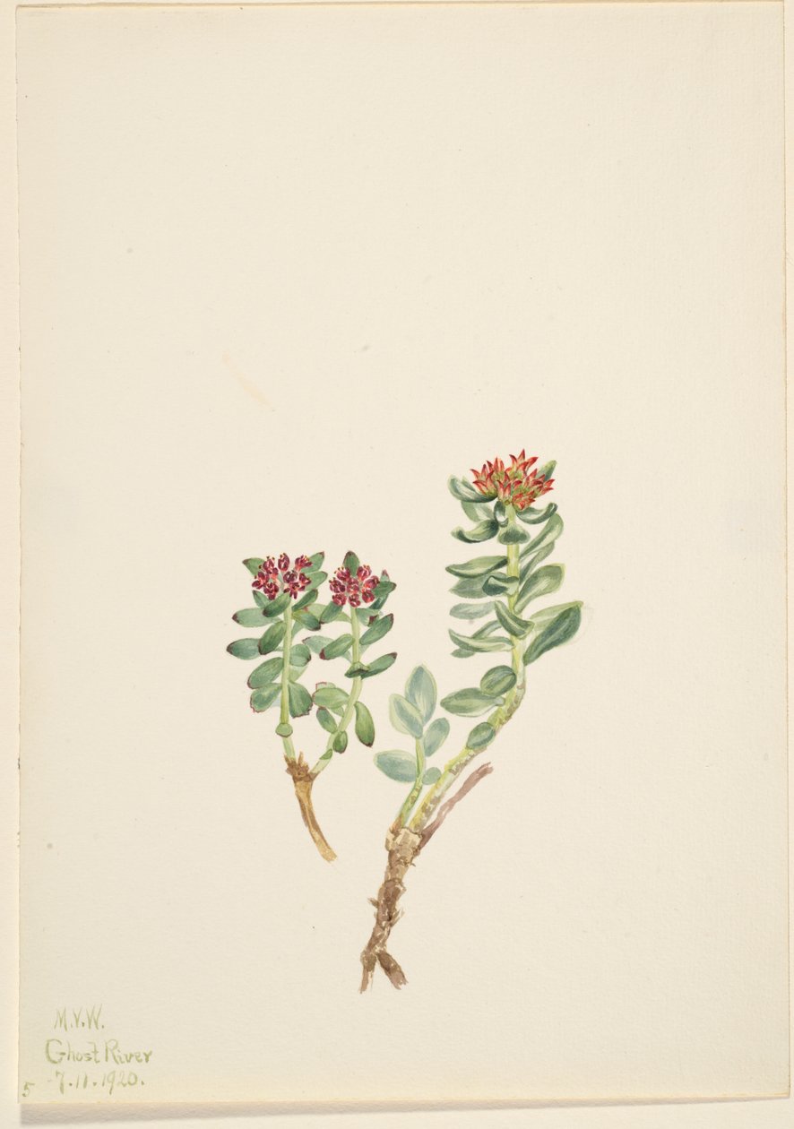 Sanifoiga adscendeus, 1920 de Mary Vaux Walcott
