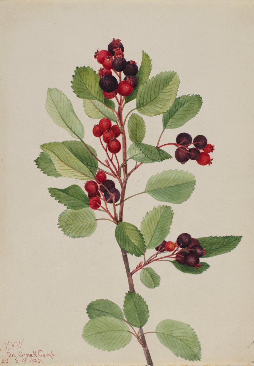 Saskatoon Amelanchier alnifolia, 1923 de Mary Vaux Walcott