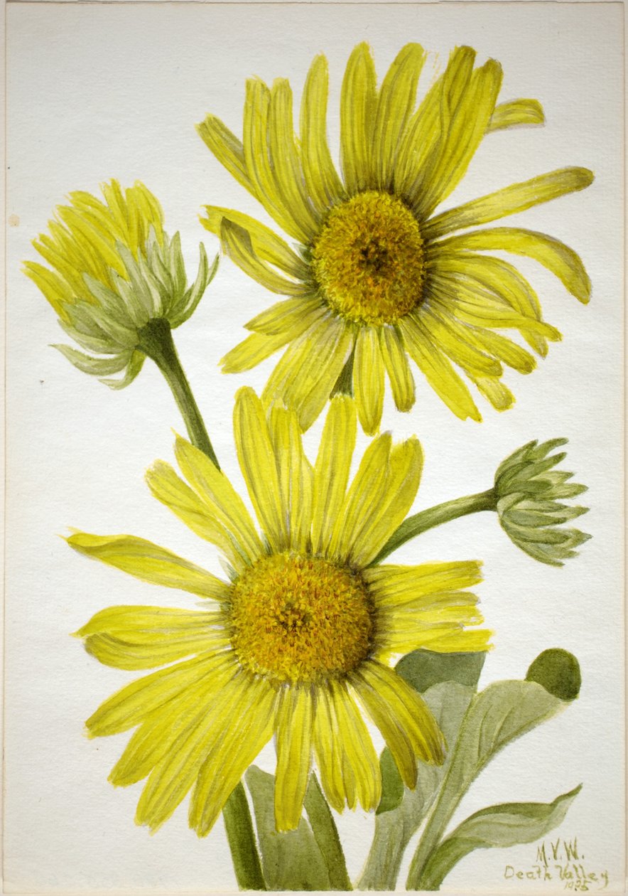 Enceliopsis covillei (Enceliopsis covillei) de Mary Vaux Walcott