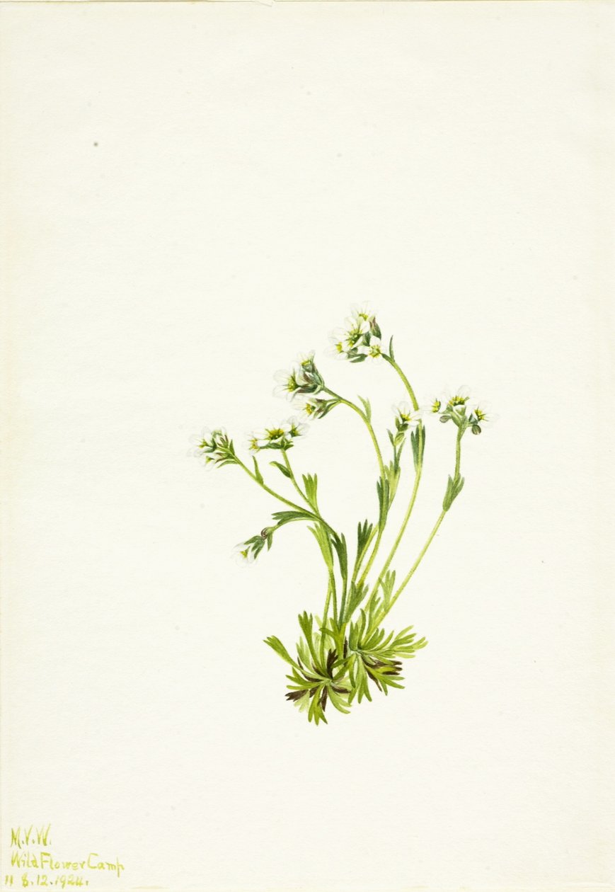 Saxifrage (Saxifraga caespitosa) de Mary Vaux Walcott